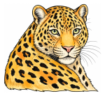 Majestic Leopard with Beautiful Spots 🐆🐾🌟 Colored Example