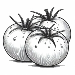 Three Tomatoes 🍅🍅🍅
